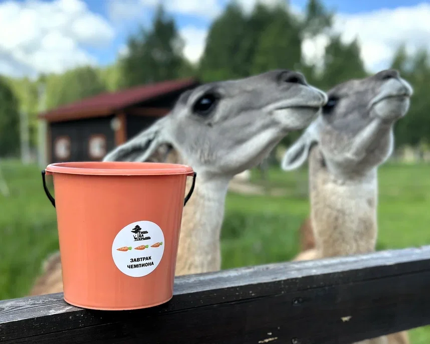 Фото Эко-ферма Тишь да Крышь - Зоопарки / Фермы / Океонариумы в Москве | Досугатор